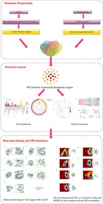 Systematic Understanding of Anti-Aging Effect of Coenzyme Q10 on Oocyte Through a Network Pharmacology Approach